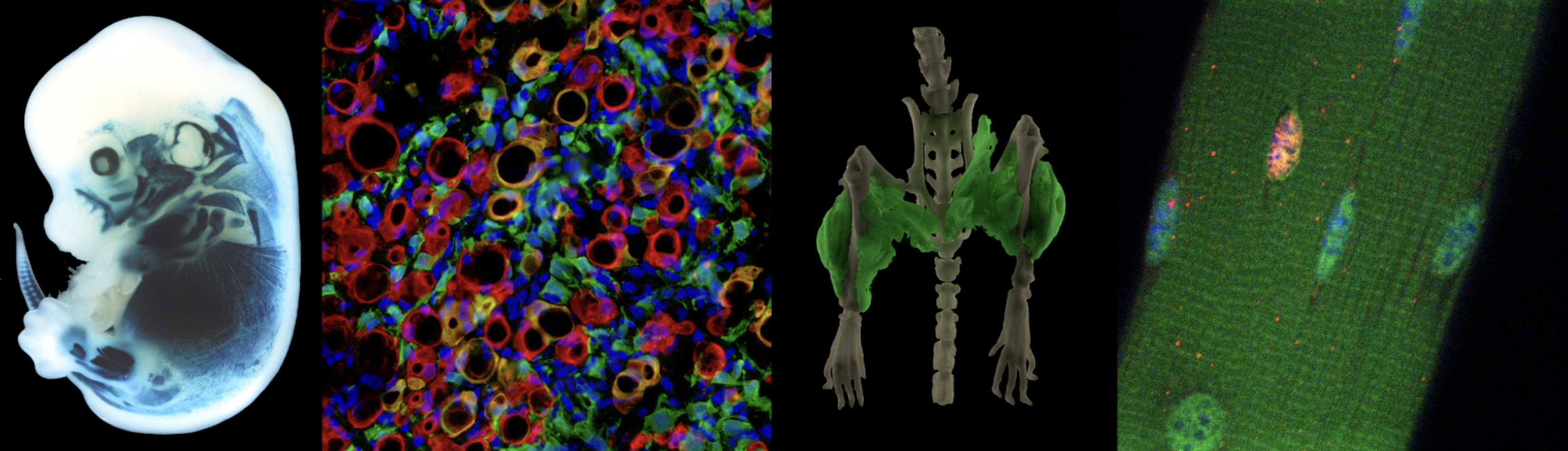 Colorful images that represent the different research areas of the lab’s work.